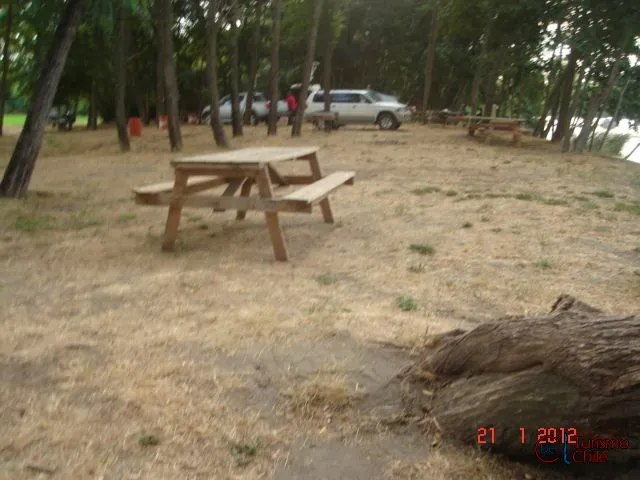 Mesa de picnic bajo los pinos